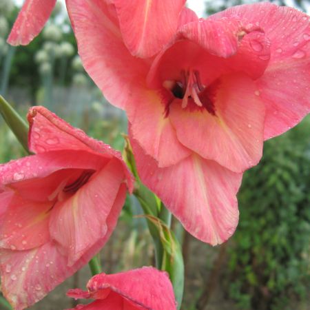 Gladiola